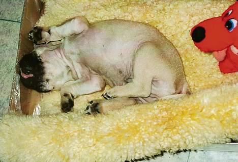 Mops Elmo - puha det er hårdt at være mig! billede 12