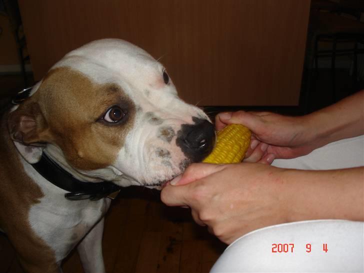 Amerikansk staffordshire terrier Kida(Desværre bortkommet) - Uhmmmmm - majs:) billede 15