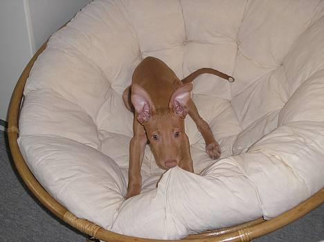 Pharaohound beate - He he Det må jeg ikke billede 1