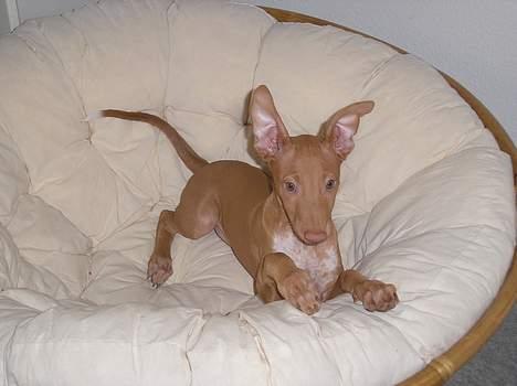 Pharaohound beate - jeg er smuk billede 2