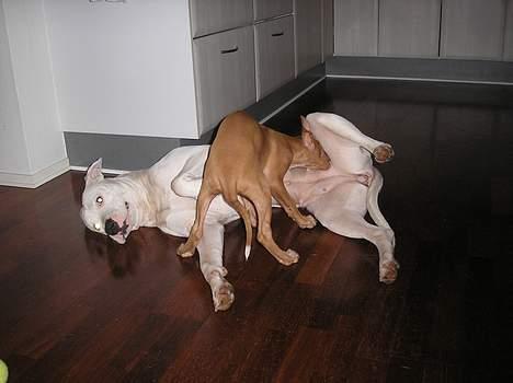 Pharaohound beate - lidt mælk... Lækkert!! billede 3