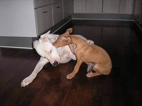 Pharaohound beate - hey det er synd du holder fast... billede 4