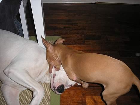 Pharaohound beate - ruske tur billede 5