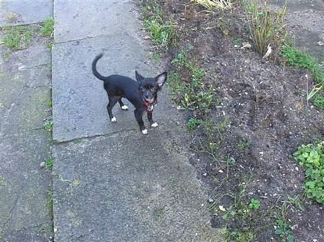 Chihuahua Malou billede 8