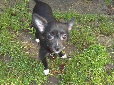 Chihuahua Malou billede 9