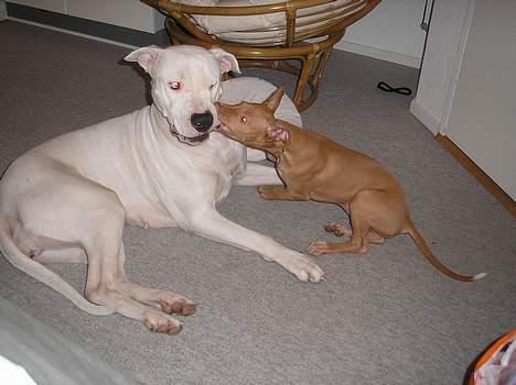 Pharaohound beate billede 6