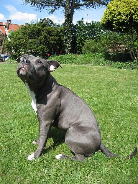 Amerikansk staffordshire terrier zika - der er vidst lige en flyver  billede 13