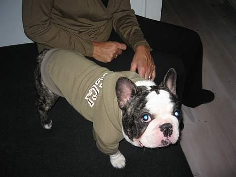 Fransk bulldog - Lancomes Unic - Er jeg cool eller hvad? billede 3