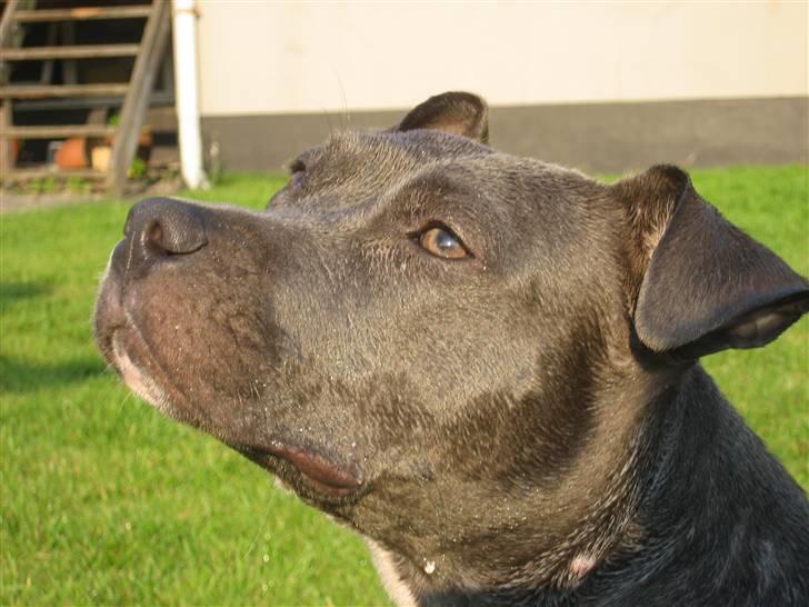 Amerikansk staffordshire terrier zika billede 14