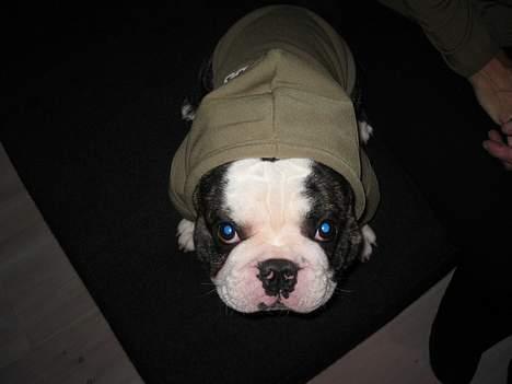 Fransk bulldog - Lancomes Unic - Bliv du bare bange for mig! billede 4