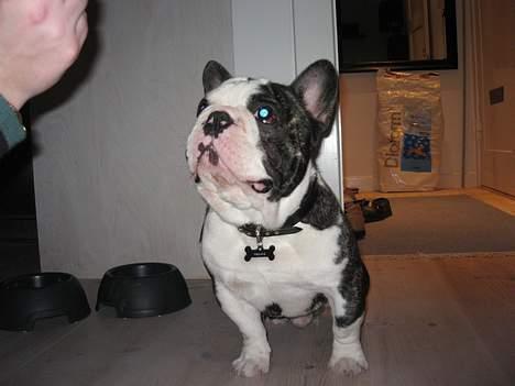 Fransk bulldog - Lancomes Unic - Jeg gør alt for en godbid.... billede 5