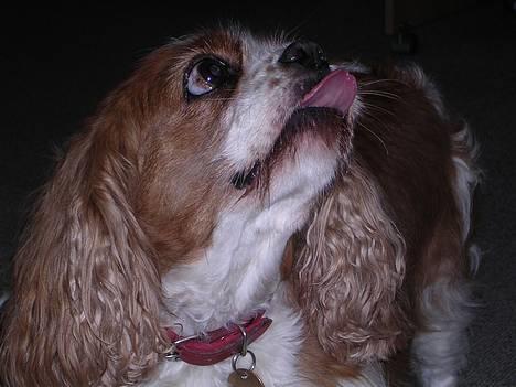 Cavalier king charles spaniel † Debbie † - Vil du have et mys ? :b billede 1