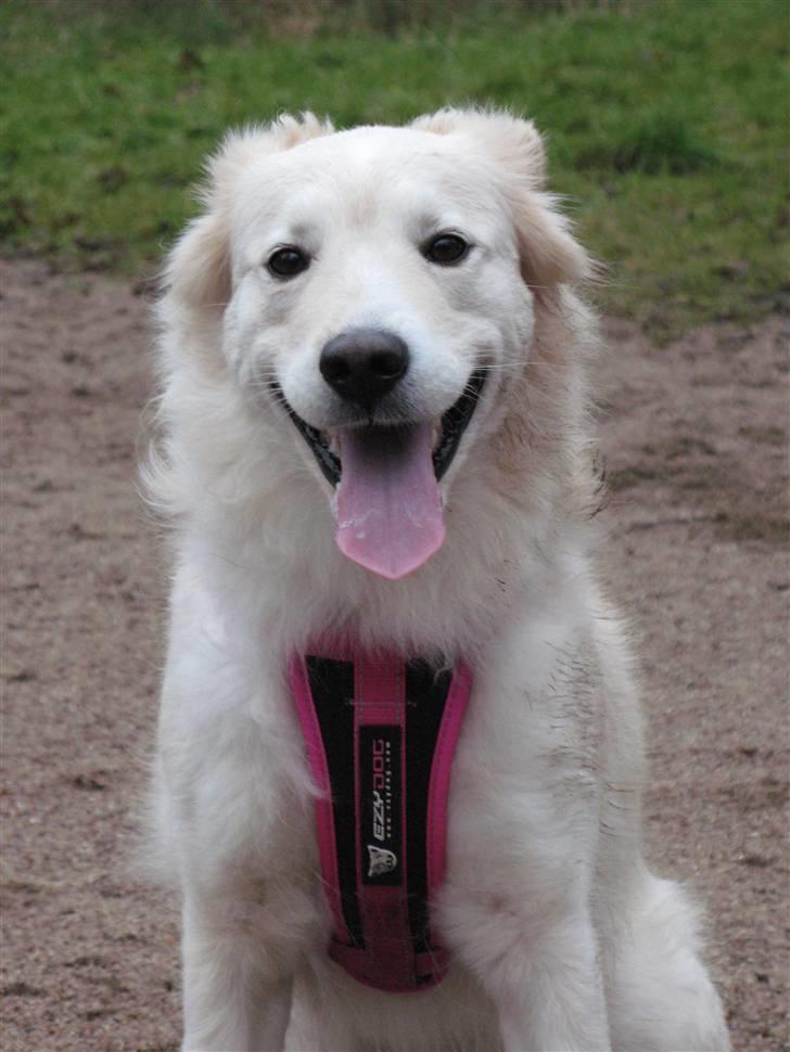 Blanding af racer Mollie 15/3-03 - 4/7-08 - Smukke smukke Mollie 15/3-03 - 4/7-08 jeg savner dig <3 billede 1