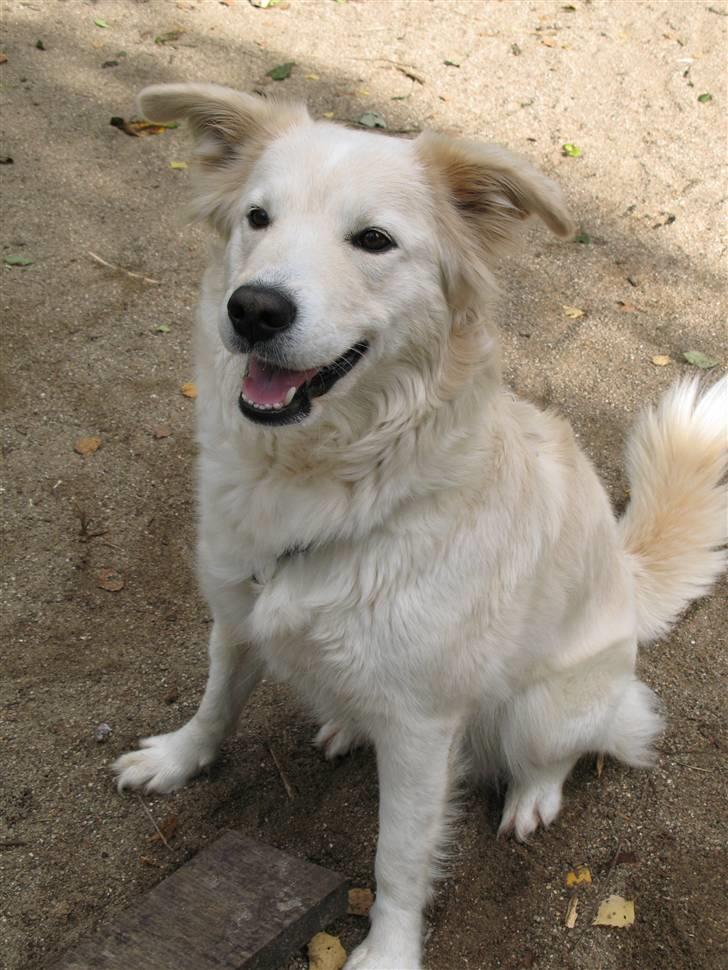 Blanding af racer Mollie 15/3-03 - 4/7-08 - 8/10-07 frække mig ;o) billede 8