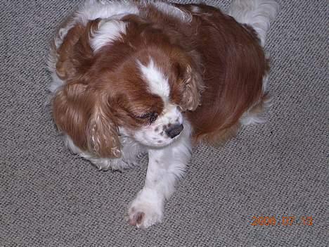 Cavalier king charles spaniel † Debbie † - Her er jeq . :D billede 2