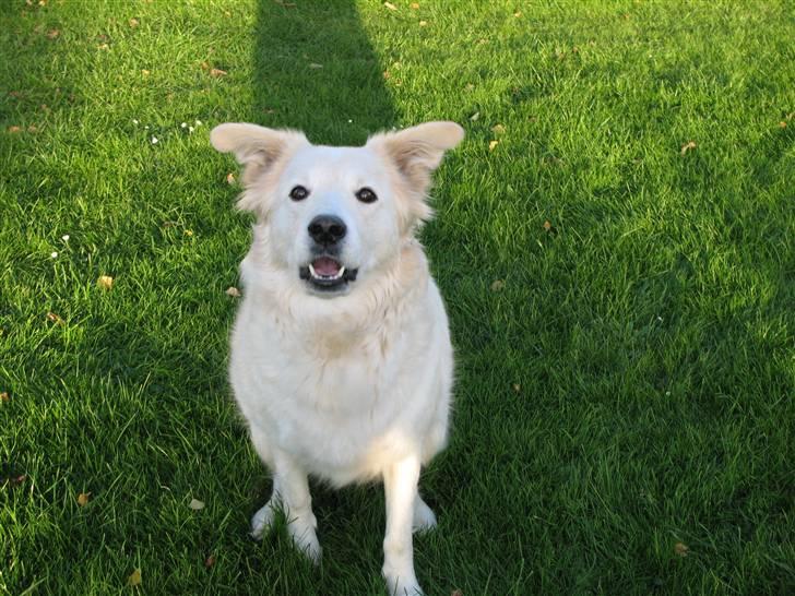 Blanding af racer Mollie 15/3-03 - 4/7-08 - Grimme grimme hund *G*  billede 12