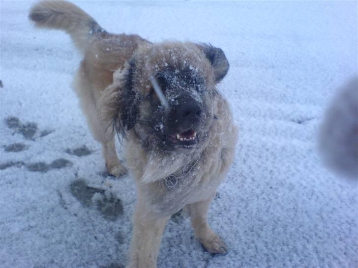 Leonberger Amanda  15-7-08 R.I.P - I sneen 23/03/08 billede 20