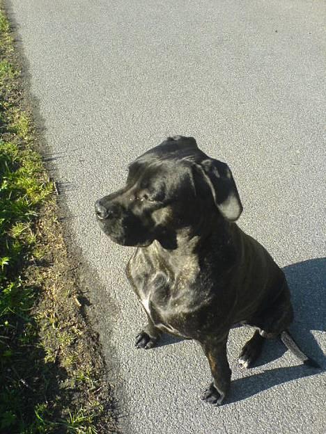 Cane corso Shakira billede 1