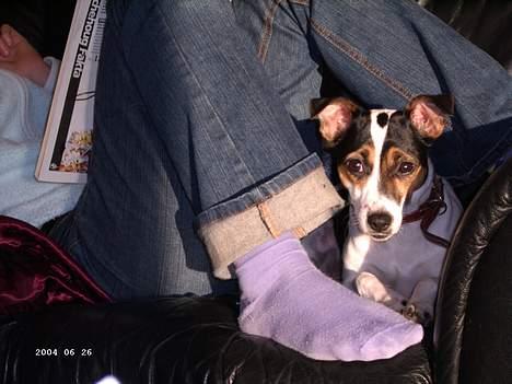 Dansk svensk gaardhund Frida - Her ligger jeg da godt ;D billede 1