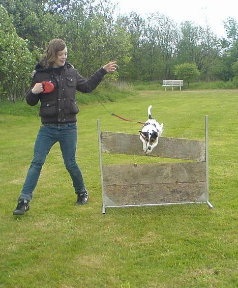 Dansk svensk gaardhund Frida - Frida er god til at springe .. billede 2