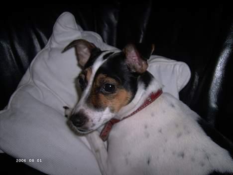 Dansk svensk gaardhund Frida - Lille søde Frida ;D billede 3