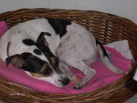 Dansk svensk gaardhund Frida - Lille søde Frida er træt billede 4