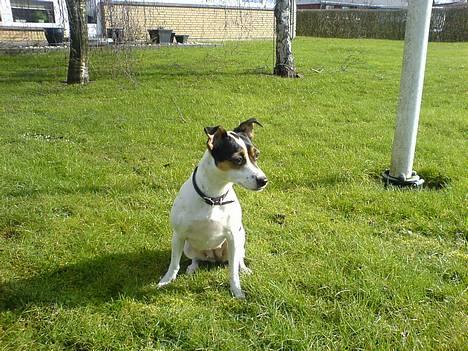 Dansk svensk gaardhund Frida - Der er noget spændene derhenne ! billede 5