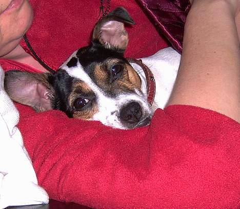 Dansk svensk gaardhund Frida - Lille Frida er træt billede 6