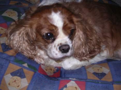 Cavalier king charles spaniel † Debbie † - Hej med diq . :) billede 4
