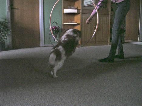 Cavalier king charles spaniel † Debbie † - Hopsa . {: billede 5