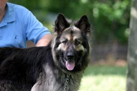 Schæferhund Sheba billede 3