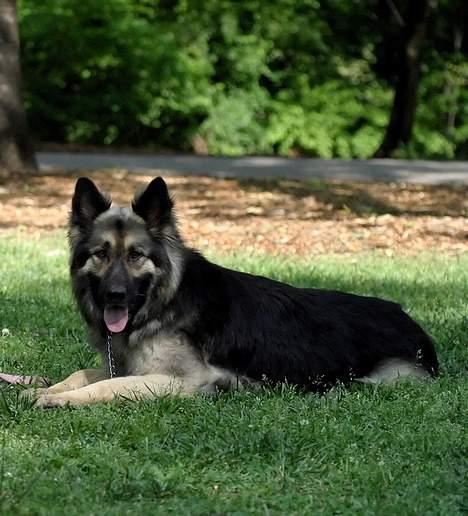 Schæferhund Sheba - Dejligt at være på tur billede 4