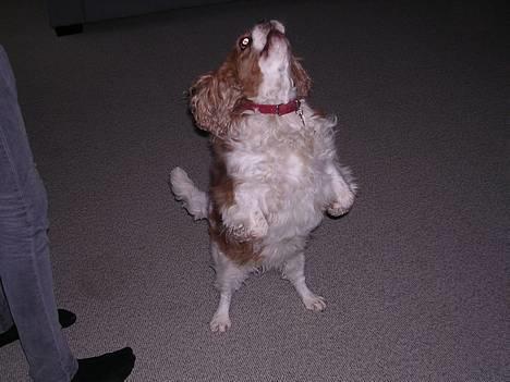 Cavalier king charles spaniel † Debbie † - Så hopper vi . :P <33 billede 6