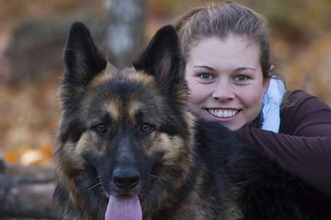 Schæferhund Sheba billede 9