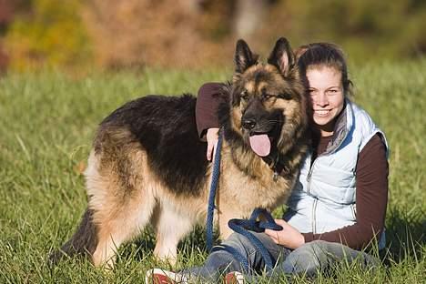 Schæferhund Sheba billede 10