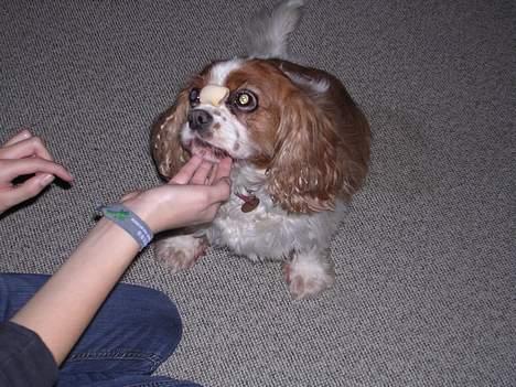 Cavalier king charles spaniel † Debbie † - Uhh, en hundekiks .  billede 7