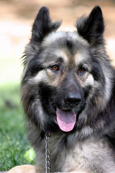 Schæferhund Sheba billede 11