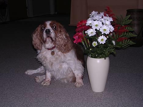 Cavalier king charles spaniel † Debbie † - Fiine Debbie . [: billede 8