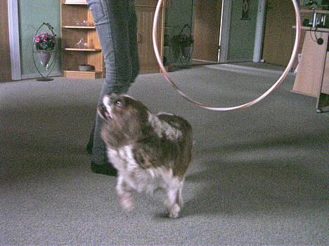 Cavalier king charles spaniel † Debbie † - Helt qammel er jeq da iik . :P billede 9