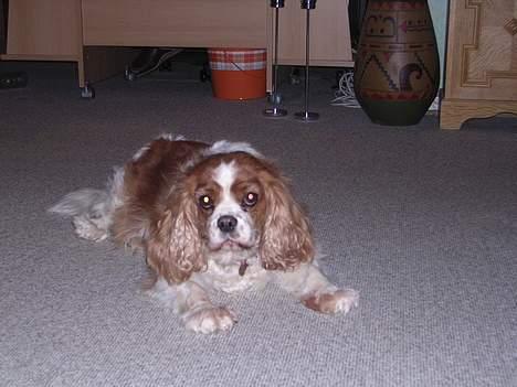 Cavalier king charles spaniel † Debbie † - Bøh ! billede 10