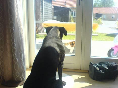 Cane corso Shakira billede 2