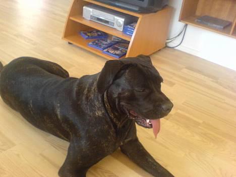 Cane corso Shakira billede 3