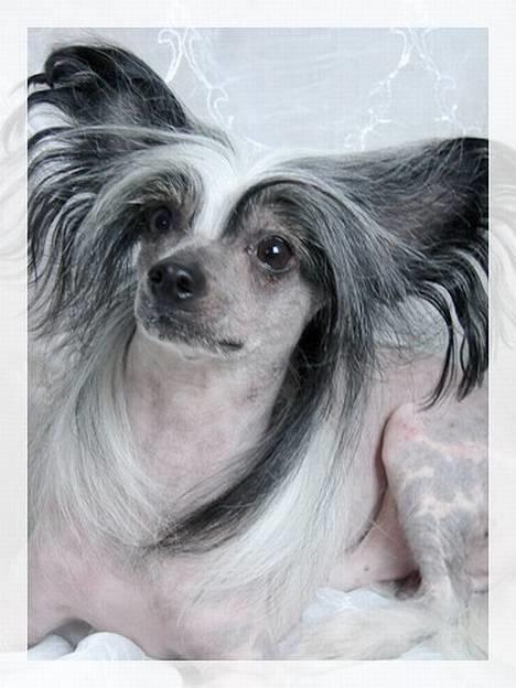Chinese crested hårløs Caprioso Bai-Dee "Nemo" - NYT - 12.02.07 - Findes der noget smukkere? billede 1