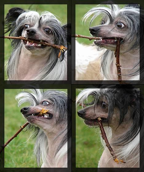Chinese crested hårløs Caprioso Bai-Dee "Nemo" - Nyt - 13.12.06 - Appelsssiiiiiiiiiiiiiiiin billede 2
