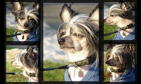 Chinese crested hårløs Caprioso Bai-Dee "Nemo" - Nyt - 26.01.07 billede 3