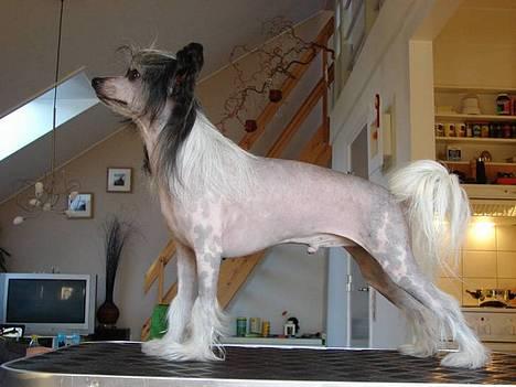 Chinese crested hårløs Caprioso Bai-Dee "Nemo" - Nyt - 26.01.07 - Se lige hvor dejlig han er!! :-D - Næsten 24 måneder billede 4