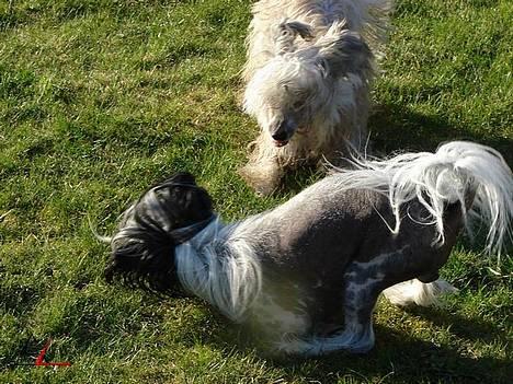 Chinese crested hårløs Caprioso Bai-Dee "Nemo" - 13.04.2007 - Sådan gør man når man lige er blevet vasket :-P - foto: Solva Leo billede 5