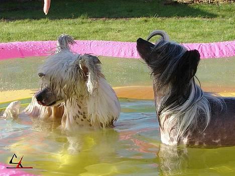 Chinese crested hårløs Caprioso Bai-Dee "Nemo" - 13.04.2007 - Nemo og Nelsons første gang i svømmebasin - foto: Solva Leo billede 6