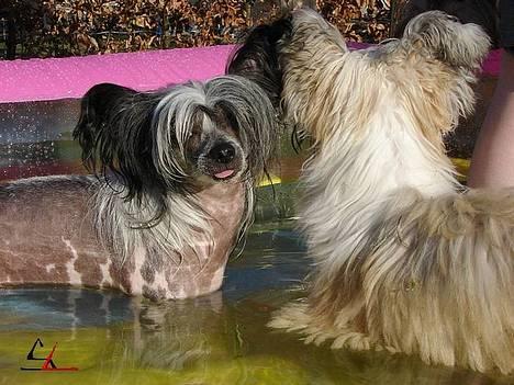 Chinese crested hårløs Caprioso Bai-Dee "Nemo" - 13.04.2007 - Nemo og Nelsons første gang i svømmebasin - foto: Solva Leo billede 7