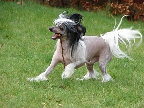 Chinese crested hårløs Caprioso Bai-Dee "Nemo" - Nyt - 13.12.06 billede 8